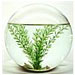 Bioglobe
